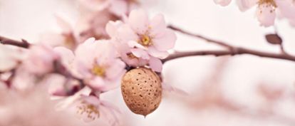 Almond