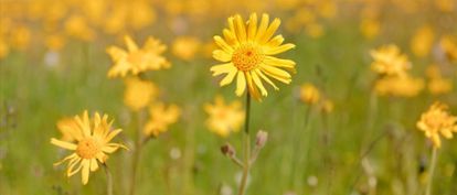 Arnica