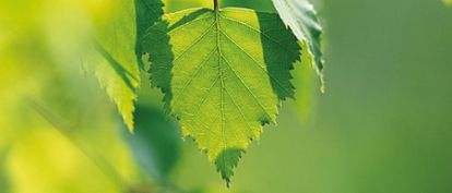 Birch