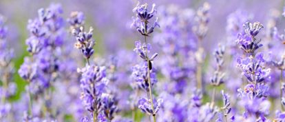 Lavender