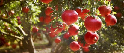 Pomegranate (punica granatum)