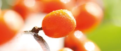 Sea Buckthorn