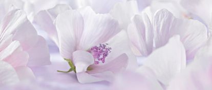 White Mallow