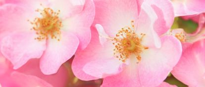 Wild Rose