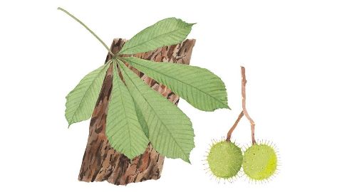 Horse Chestnut Bark Extract