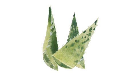 Aloe Barbadensis Leaf Juice Powder