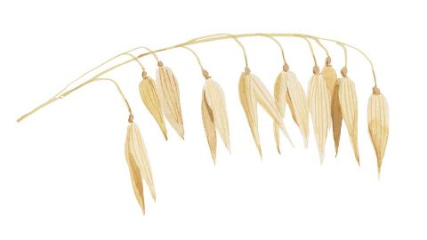 Oat Extract