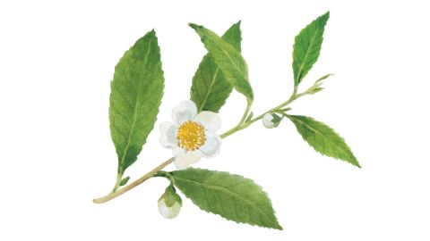 Green tea extract