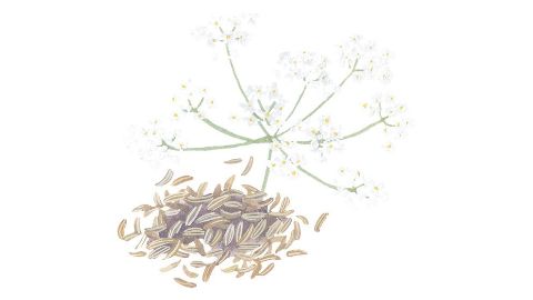 Caraway