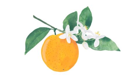 Orange Oil