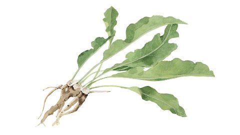 Horseradish Extract