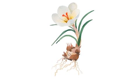 Extract from snow crocus