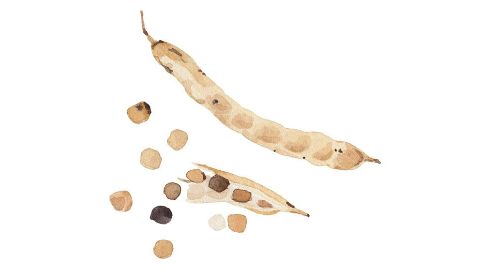Guar Gum