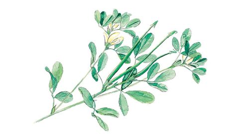 Fenugreek
