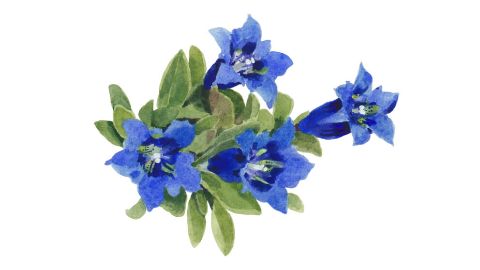 Blue Gentian