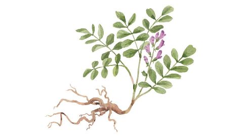 Liquorice Root