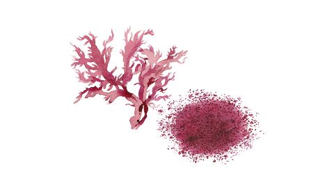 Extracts from blood rain algae