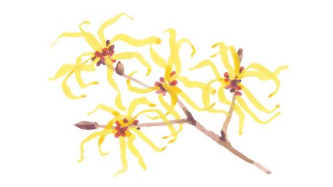 Witch Hazel Distillate