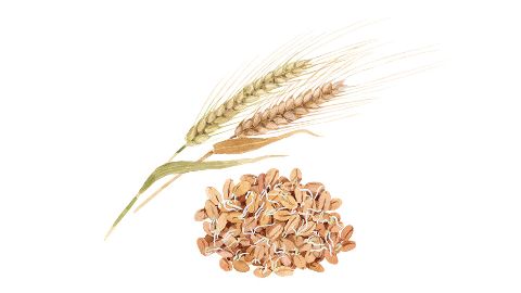Barley Sprout Extract