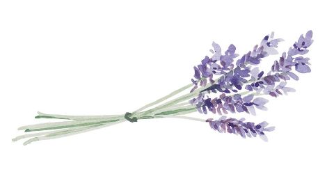 Lavender Oil