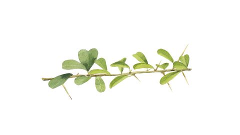 bioflavonoids from the leaves of Maclura Cochinchinensis