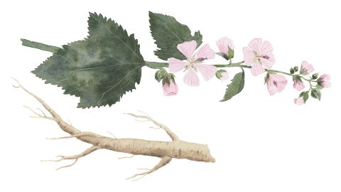 Mallow Extract