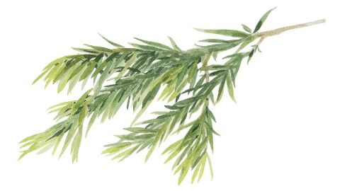 Tea Tree Leaf Oil