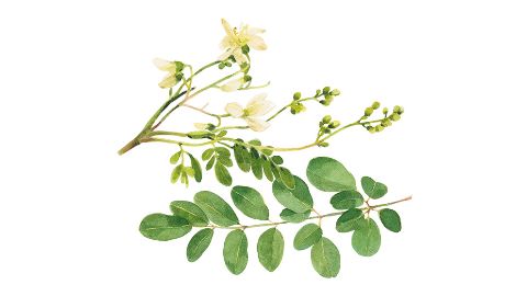 Moringa seed oil