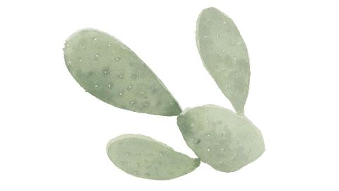 Prickly pear extract