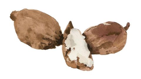 Babassu Oil