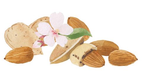 Sweet Almond Fruit Extract