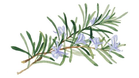 Rosemary Leaf Extract