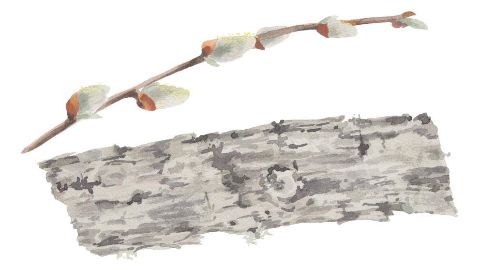 Willow bark extract