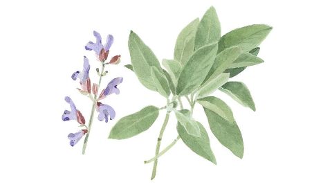 Sage Leaf Extract