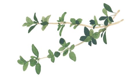 Thyme Extract