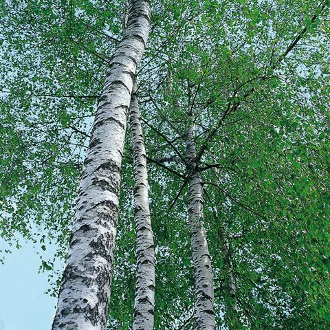 Birch tree in spring