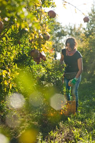 Woman picking pomegranate fruits