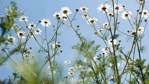 Chamomile flowers