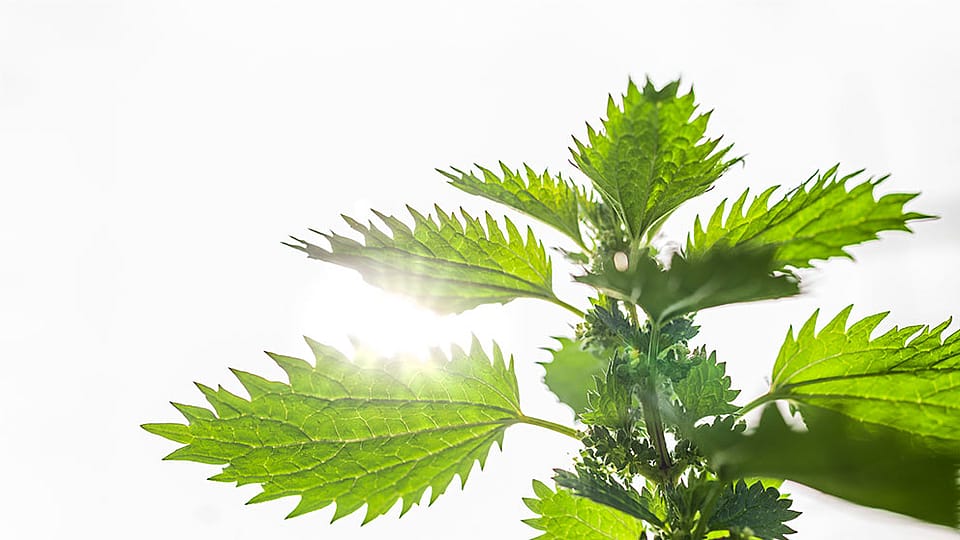 Small Nettle