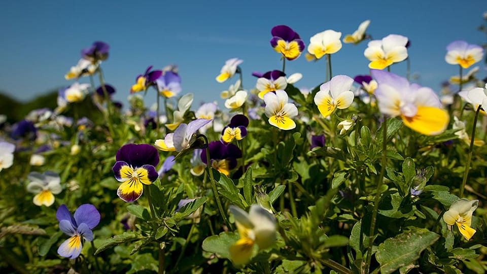 pansy field