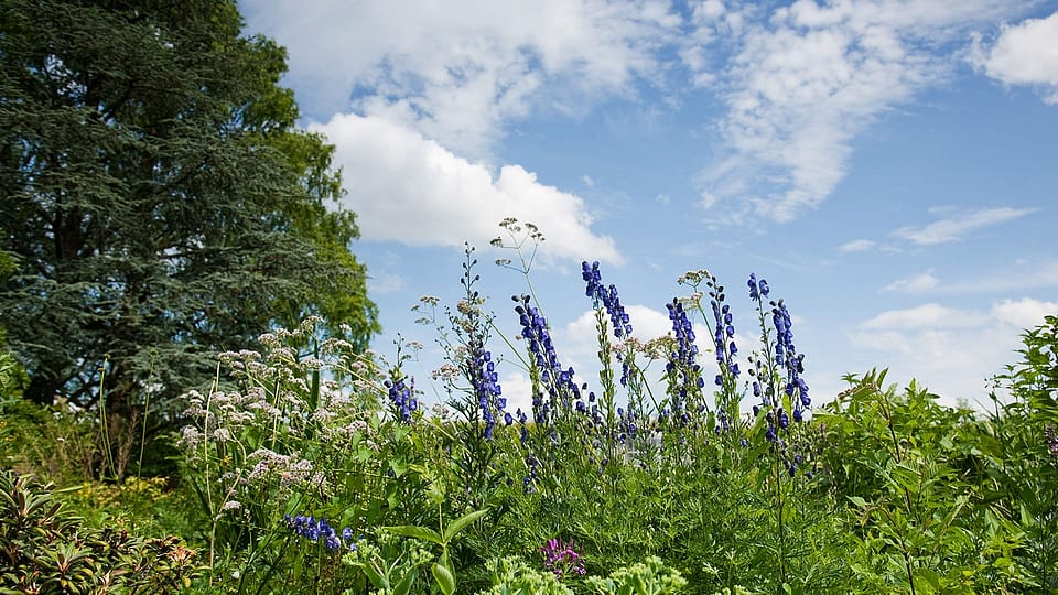 Garden with healing plants