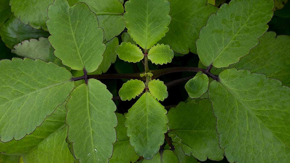 Bryophyllum leaves